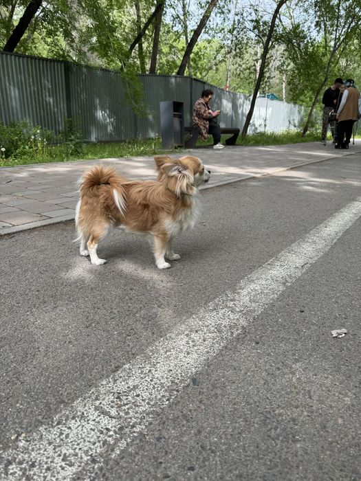 Кобель на вязку