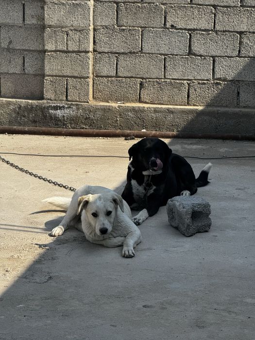 Собака с щенком