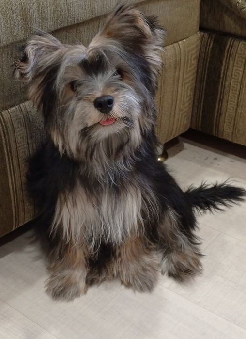 Йоркширский терьер