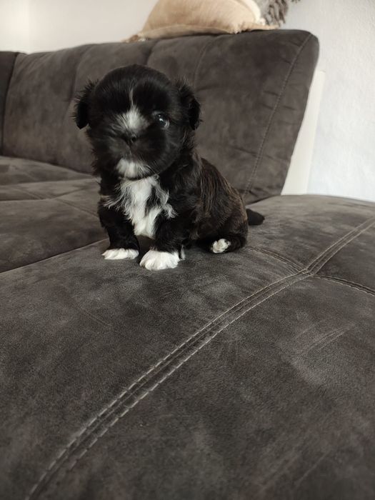 Vând cățel Shih Tzu