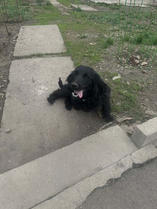 Отдам щенка в добрые руки