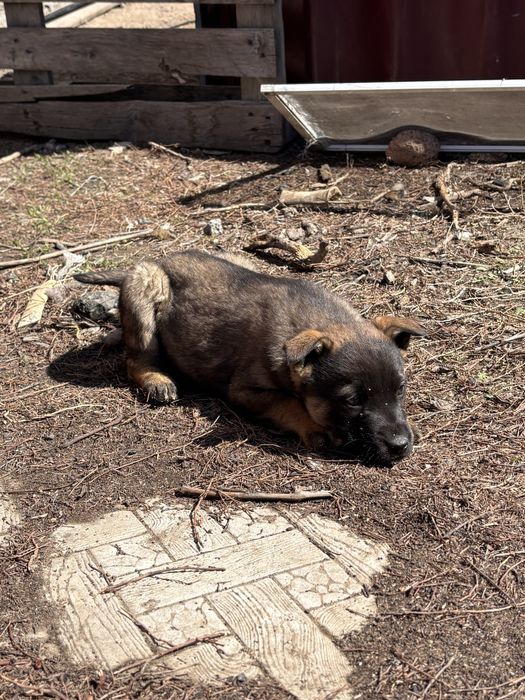 Отдам щенка - девочку