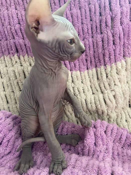 Два лысых котёнка сфинкса, мальчики