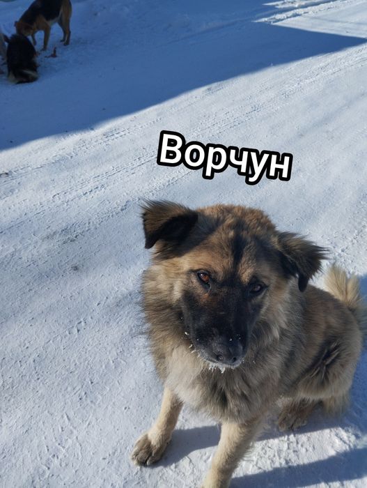 Отдам в добрые руки, собак