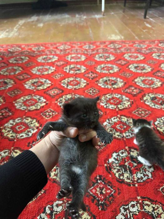 Mushukchalar sotiladi