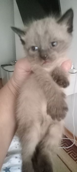 Отдам в хорошие руки