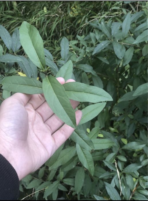 Gard Viu Ligustrum / Lemn Cainesc / Carpen