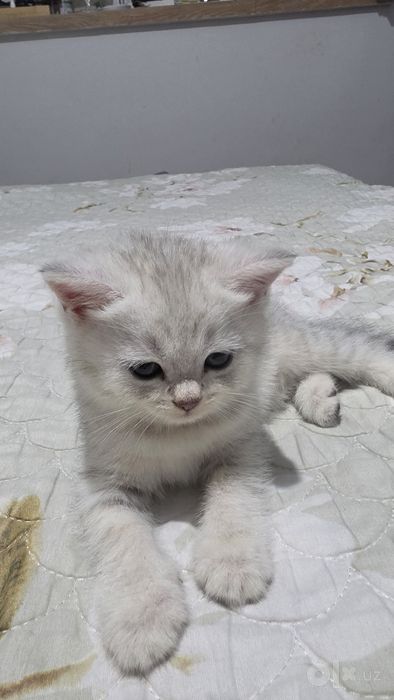 Срочно! Продяю котят. 3 TA MUSHUKCHA SOTILADI!