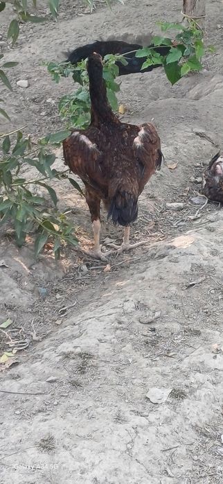 Дакан.хорозга.бартер