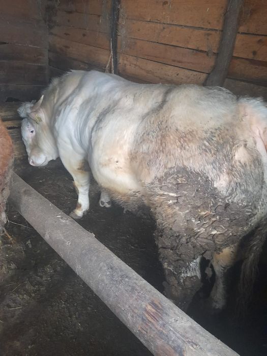 Taur pentru monta de rasă!