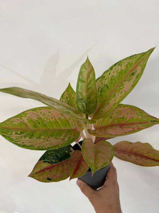 Аглаонема пич перл цветок в горшке