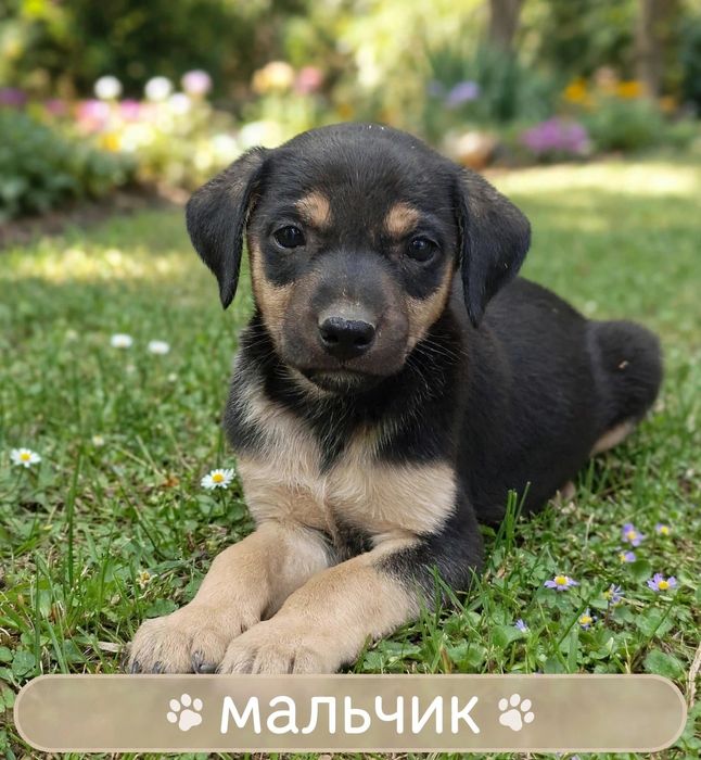 Малыши- щенята ждут своего хозяина!!!