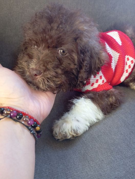 Лагото романьоло