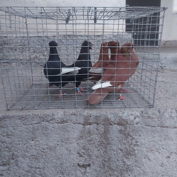 Американцы  6штук  22000тг