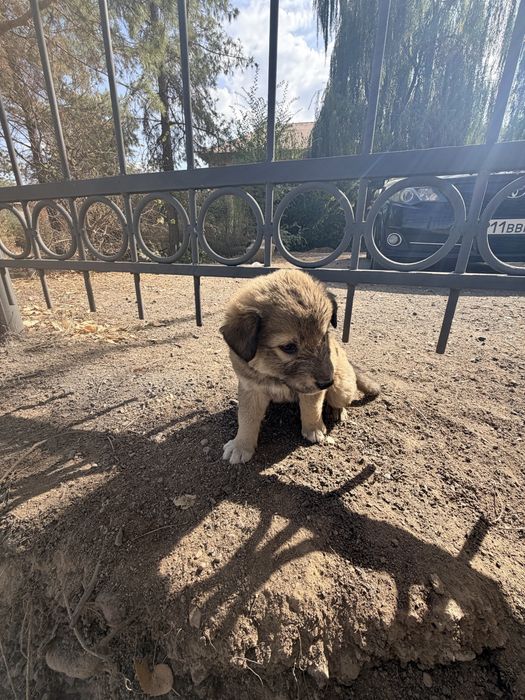 Щенки в добрые руки