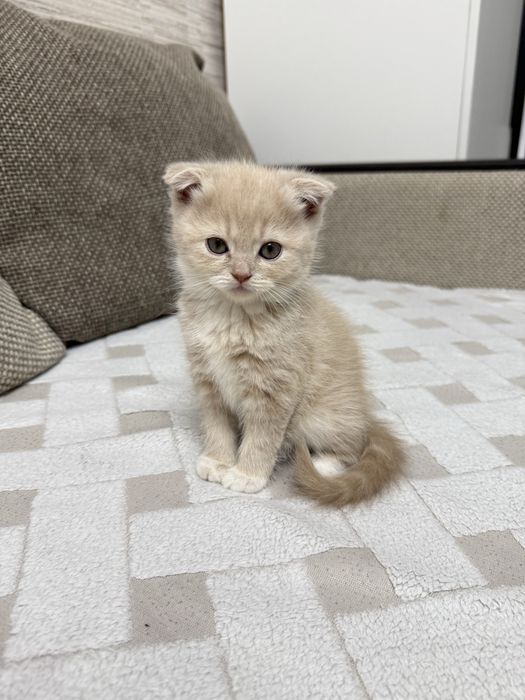 Шотландские котята
