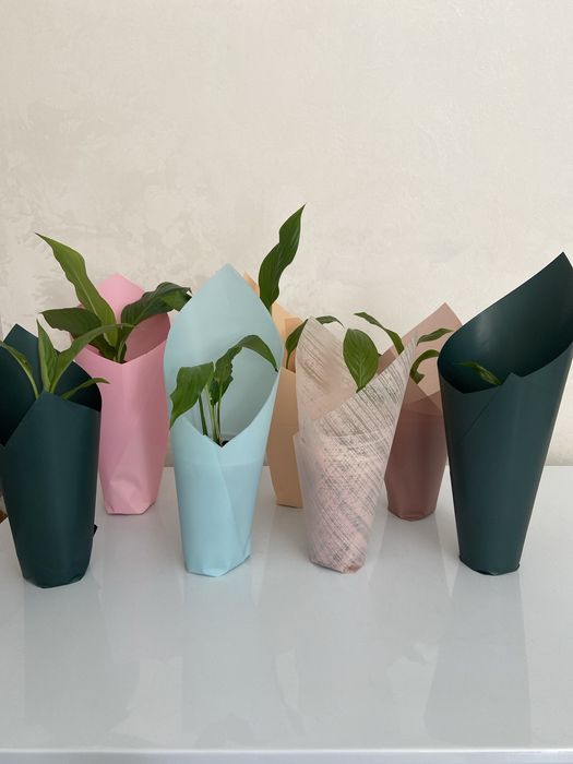 Красивый комнатные цветы