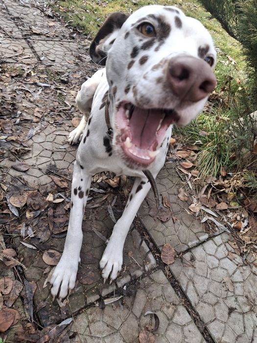 Отдам в хорошие руки