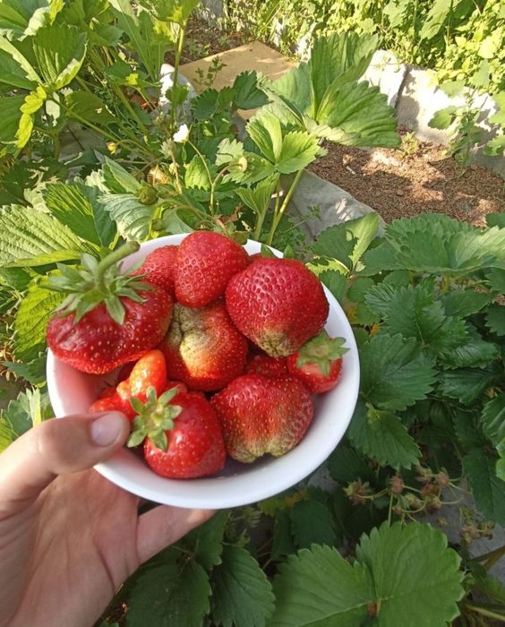 Продам саженцы клубники...