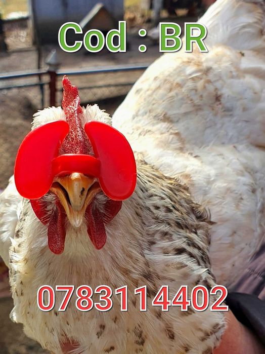 Gaini Fazani Pauni Cocosi Pasari Curci-FARA AC-OCHELARI UNIVERSALI- BR