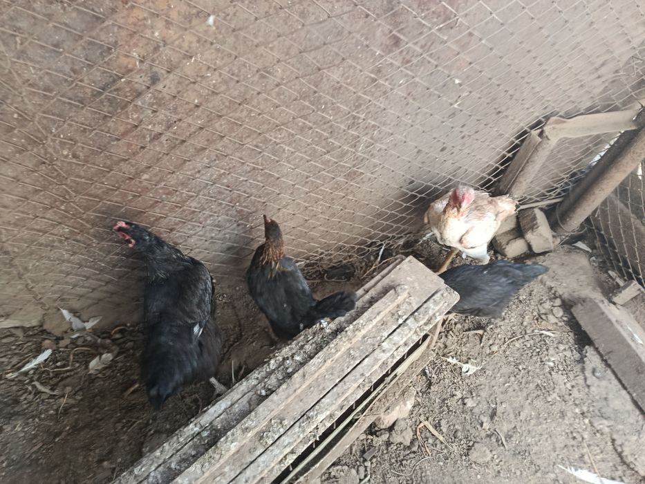 Продам курей хорошие