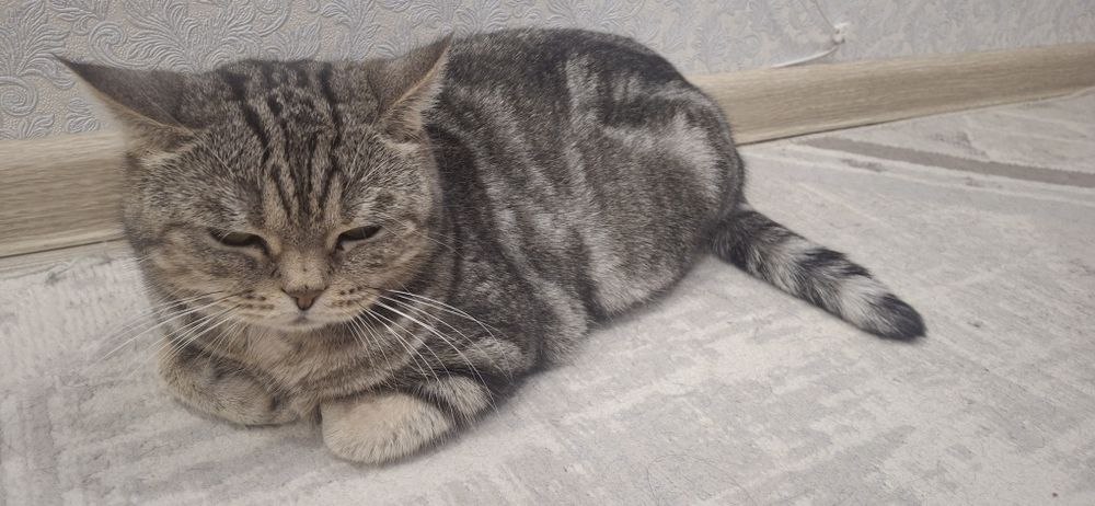 Отдам кошку в добрые руки.