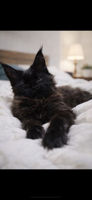 Продажа котят Мейн кунов