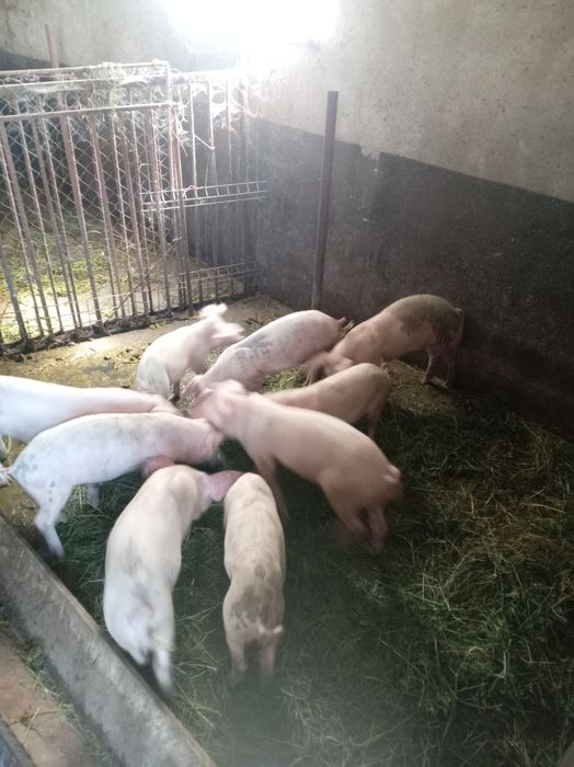 Vind baloti de lucerna