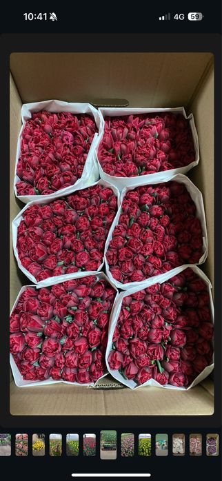 Тюльпаны к 8 марта