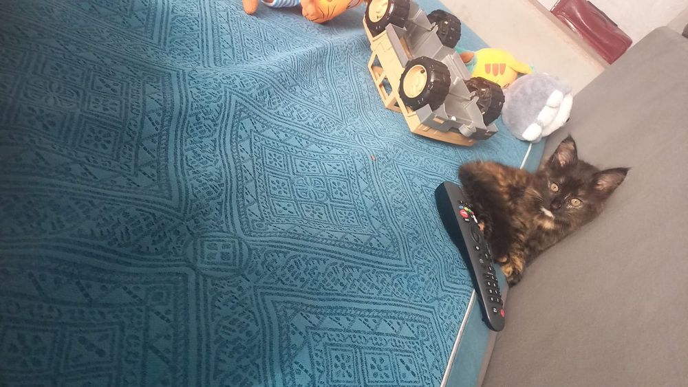 Отдам котёнка в хорошие руки