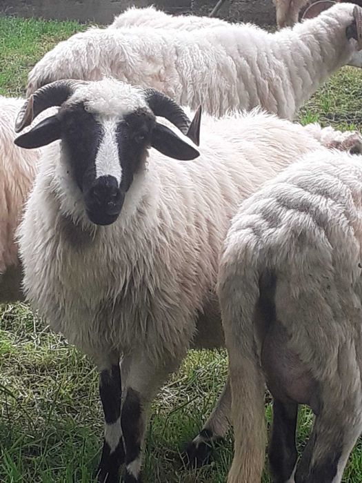 Oi de vânzare  cu   miei