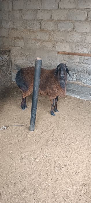 Кучкорлар сотилади семиз Арпа ем еган