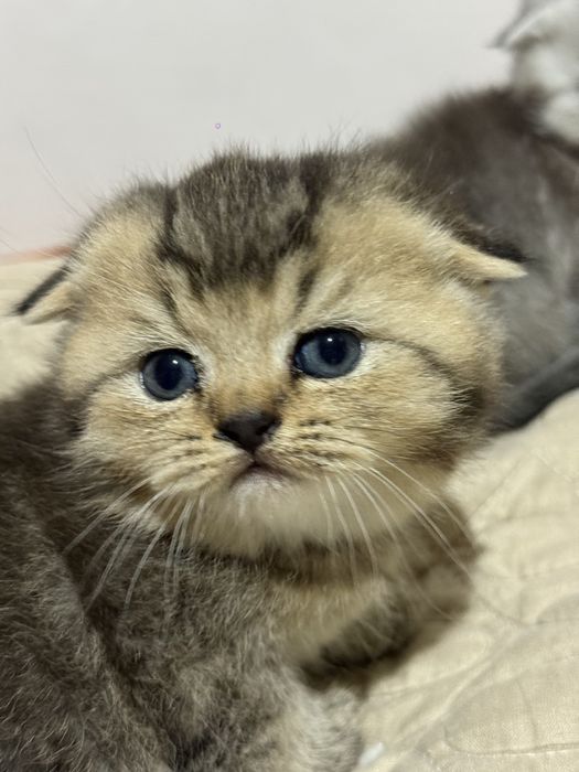 Продаются породистые котята