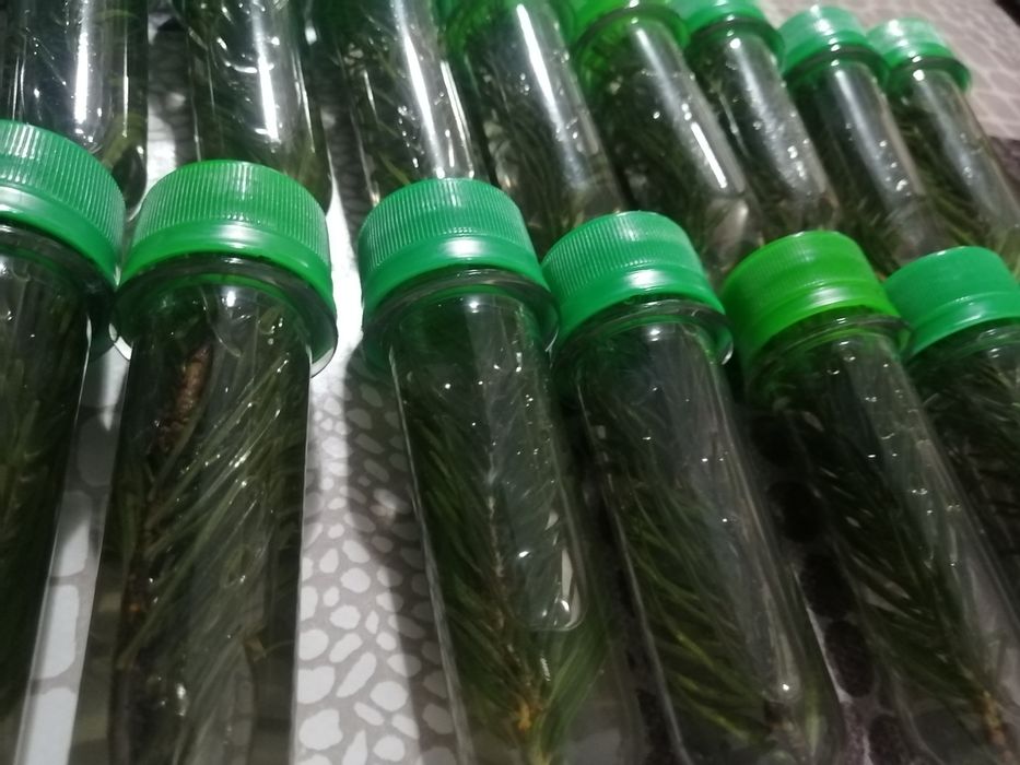 Пихтовые ВЕНИКИ и пихтовое масло