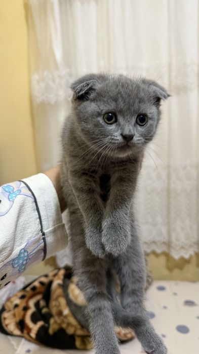 Кошка Скоттиш страйт, фолд