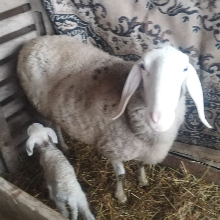 Oi de vânzare Bergamasca