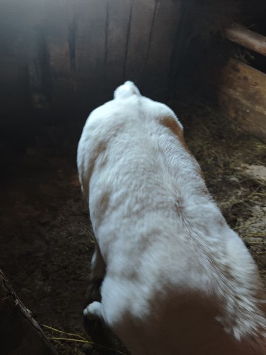 Vând vițică Belga Blue.