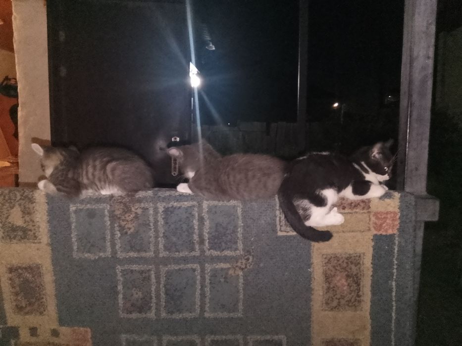 Отдам котят , отличные мышеловы