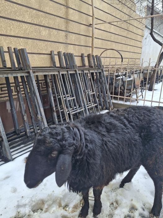 Семиз 2 Қошқарлар