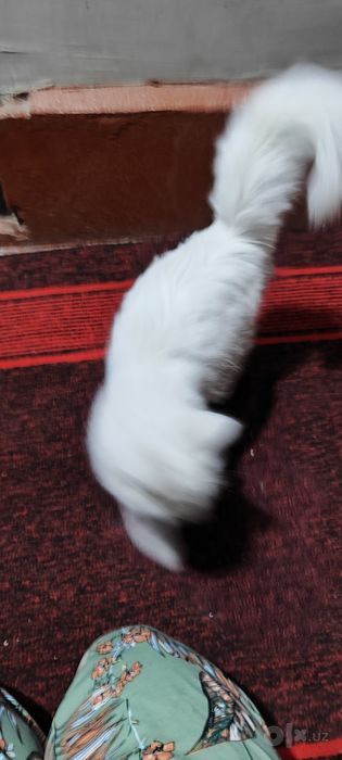 Котятя в добрые руки!