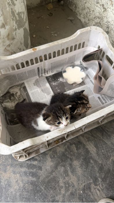 Котята в добрые руки