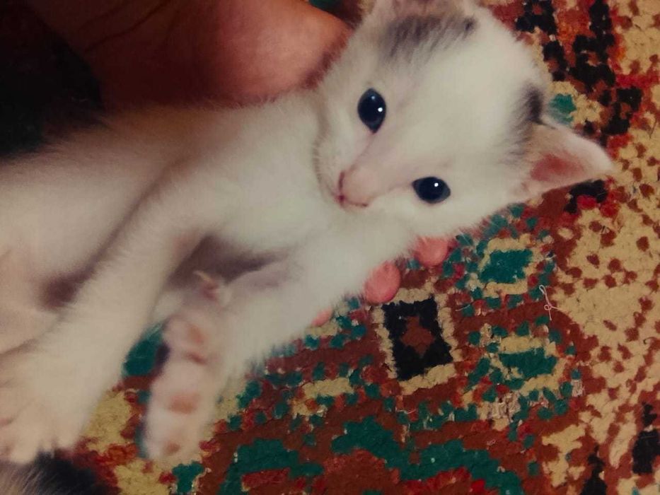 Отдам даром рукам котят