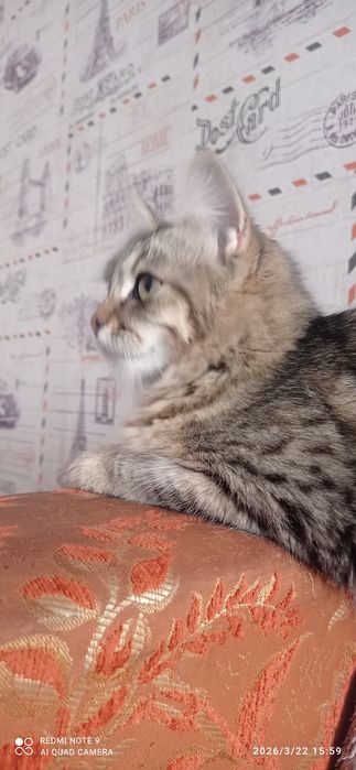 Вязка сибирской кошки