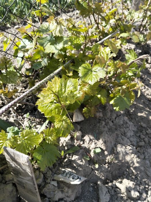 Продам саженцы винограда