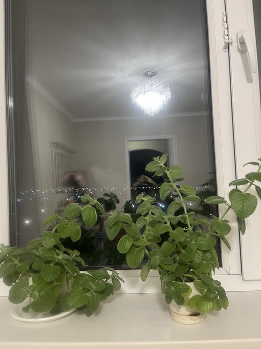 Комнатное растение Плекрантус