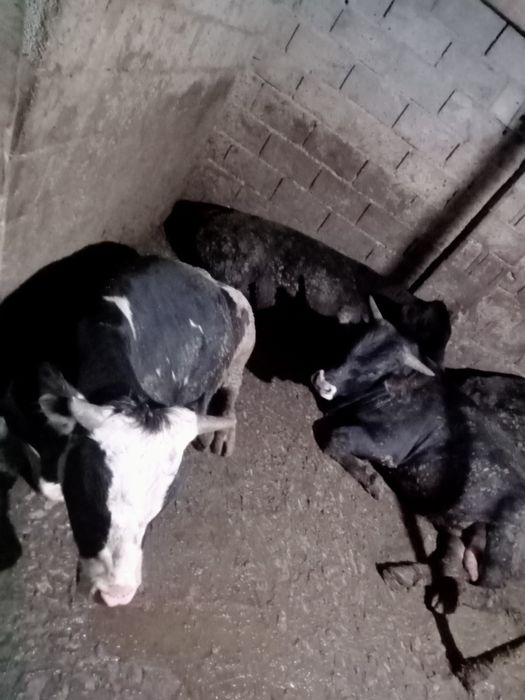 Продам Быков на соғым.