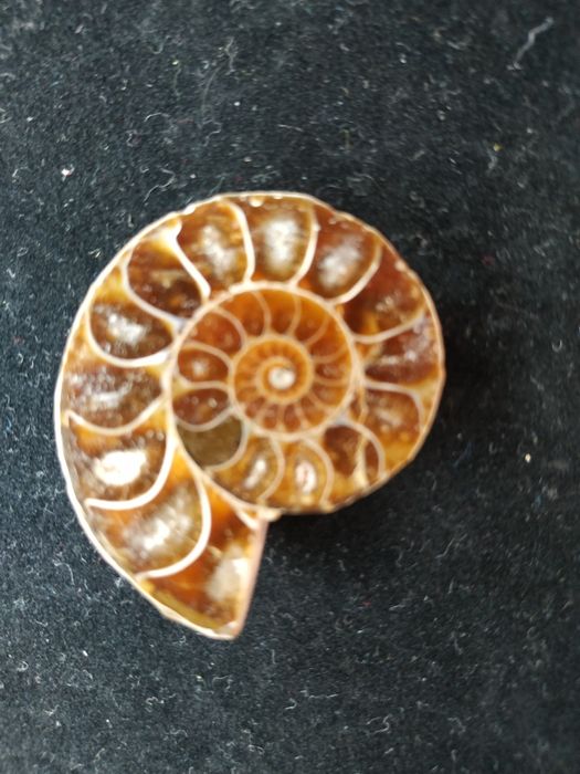 Брошка от естествен амонит-фосил, произход Мадагаскар
