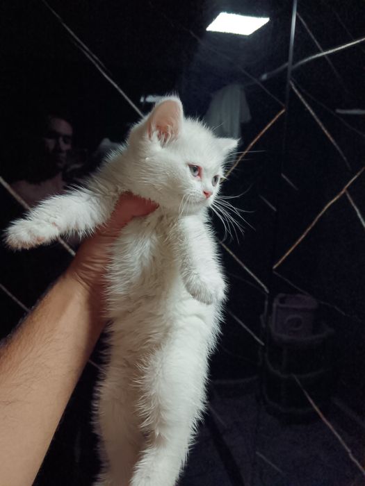 Britiw ogil mushukcha