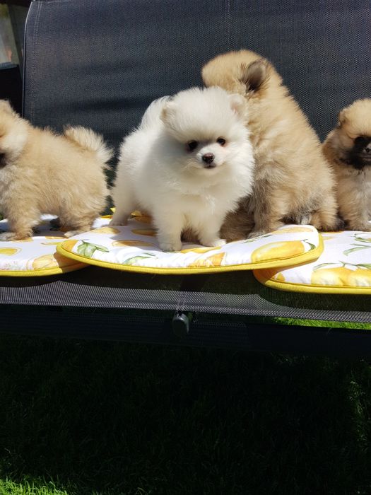 Померан померанчета Гр. София