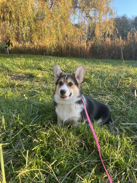 Corgi femela tricolor